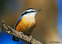 Sitta canadensis